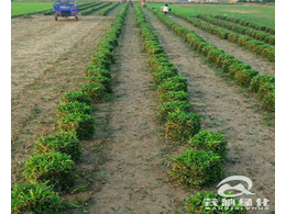  惠州草坪基地-大叶油草坪价格多少钱每平方？